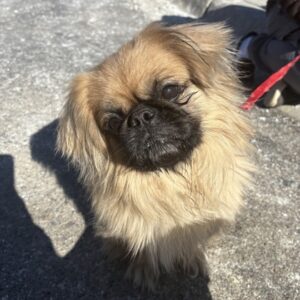 Brownie Would Love a Foster