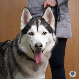 Abigale Is Seeking Foster