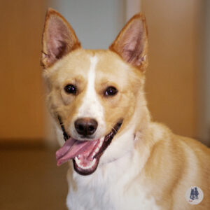 Churro Is Hoping for a Foster