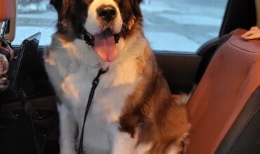 Ellie Wants a Foster