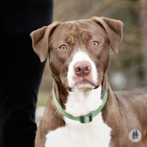 Ferrero Wants a Foster