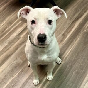 Lovage Needs a Foster