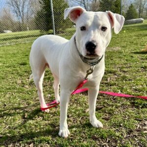 Lovage Needs a Foster