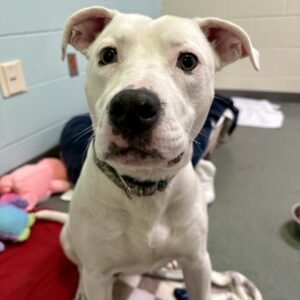 Lovage Needs a Foster