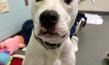 Lovage Needs a Foster