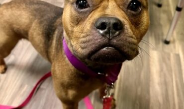 Maven Needs a Foster