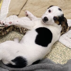 Milo Is Seeking Foster