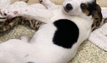 Milo Is Seeking Foster