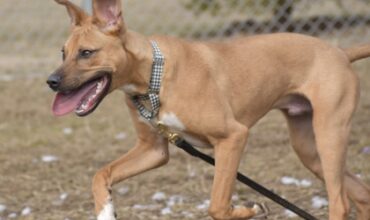 Sebastian Needs a Foster