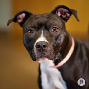 Stormy Wants a Foster