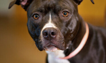 Stormy Wants a Foster