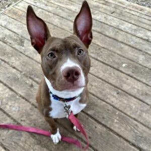 Sumac Would Love a Foster