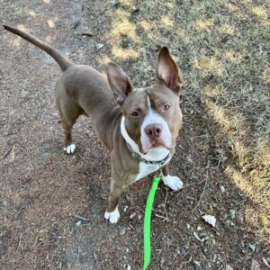 Travis Needs a Foster