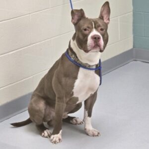 Travis Needs a Foster