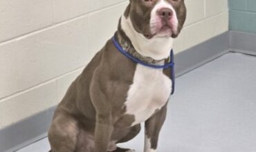 Travis Needs a Foster