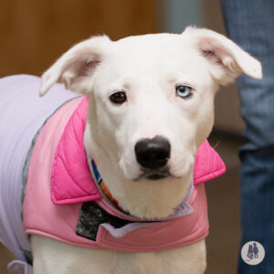 Vanilla Bean Would Love a Foster