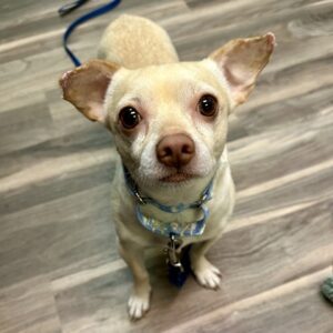 Bamboozle Needs a Foster