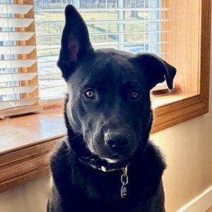 Boone Wants a Foster