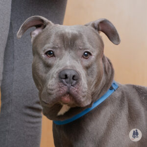 Dill Would Love a Foster