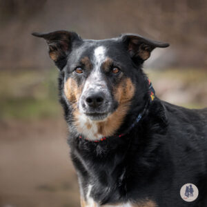 Harley Would Love a Foster