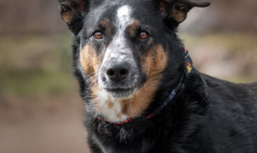 Harley Would Love a Foster