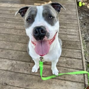 John Deere Wants a Foster