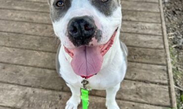 John Deere Wants a Foster