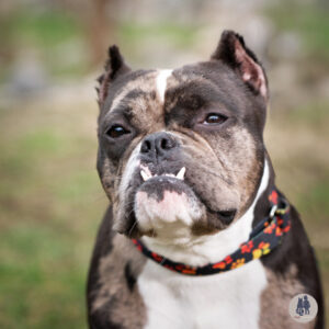 Madame Zeroni Would Love a Foster