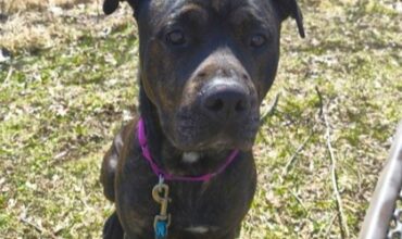 Marlo Is Seeking Foster