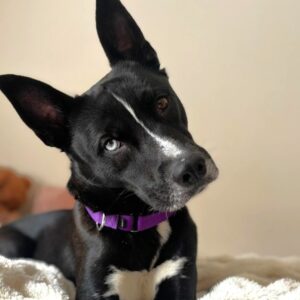 Mr. Pibb Needs a Foster