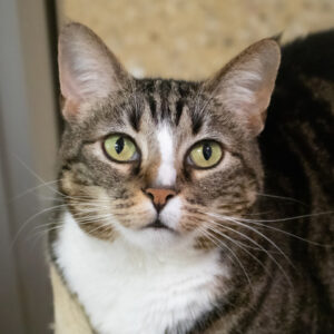 Paisley Would Love a Foster