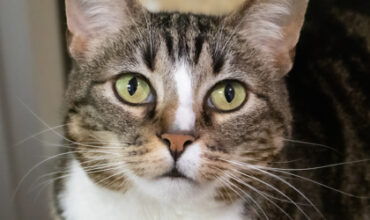 Paisley Would Love a Foster