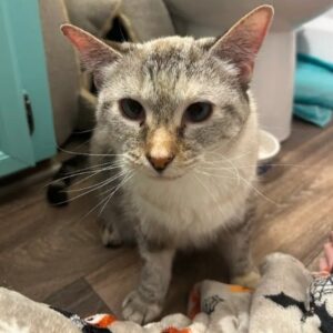 Sansa Needs a New Foster