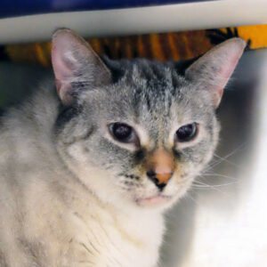 Sansa Needs a Foster