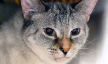 Sansa Needs a Foster