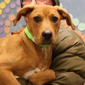 Shenanigans Wants a Foster