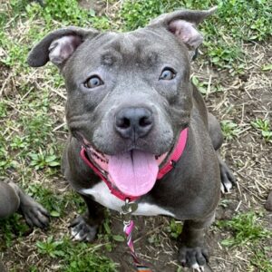 Snapdragon Wants a Foster