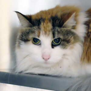 Sugar Is Seeking Foster