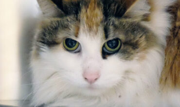 Sugar Is Seeking Foster