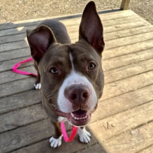 Travis Needs a Foster