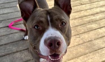 Travis Needs a Foster