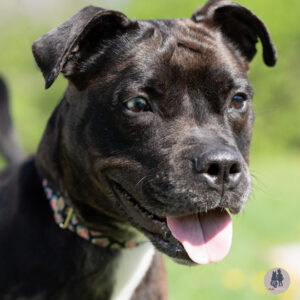 Akira Is Seeking Foster