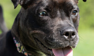 Akira Is Seeking Foster