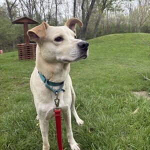 Bailey Wants a Foster