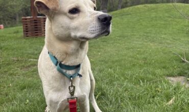 Bailey Wants a Foster