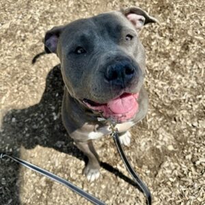 Delta Wants A Foster