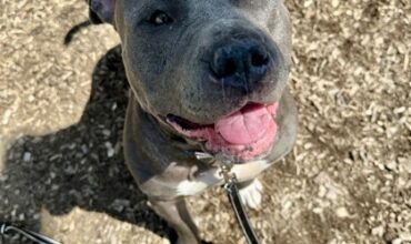 Delta Wants A Foster