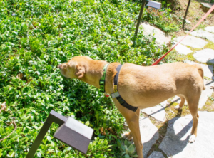 Keeping your dog entertained on a budget