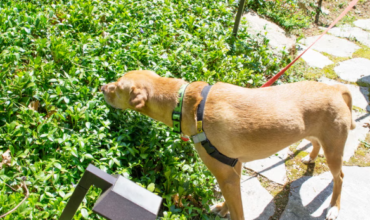 Keeping your dog entertained on a budget