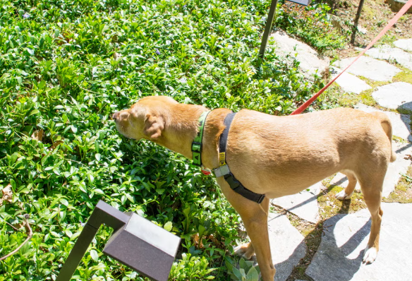 Keeping your dog entertained on a budget